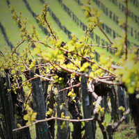 Istvándy Jenő Pincészete: Farkastető vineyard - Chardonnay