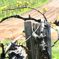 Istvándy Jenő Pincészete: Farkastető vineyard - Chardonnay