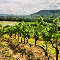 Istvándy Jenő Pincészete: Farkastető vineyard - Chardonnay