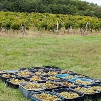 Istvándy Jenő Pincészete: Farkastető vineyard - Chardonnay