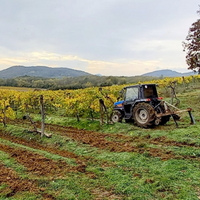 Istvándy Jenő Pincészete: Farkastető vineyard - Chardonnay