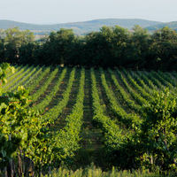 Istvándy Jenő Pincészete: Farkastető vineyard - Kálla