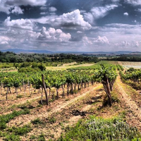 Istvándy Jenő Pincészete: Farkastető vineyard - Kálla