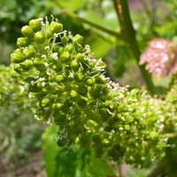 Istvándy Jenő Pincészete: Farkastető vineyard - Kálla