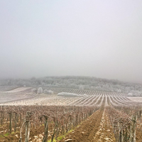 Istvándy Jenő Pincészete: Farkastető vineyard - Kálla