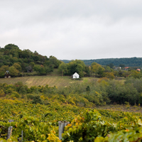 Istvándy Jenő Pincészete: Farkastető vineyard - Kálla