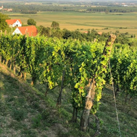 Fekete Pince: Juhfark Liget vineyard - fkt Juhfark