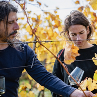 Fekete Pince: Juhfark Liget vineyard - fkt Juhfark