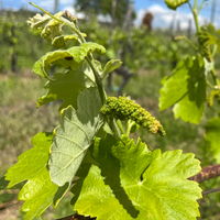 Fekete Pince: Juhfark Liget vineyard - fkt Juhfark