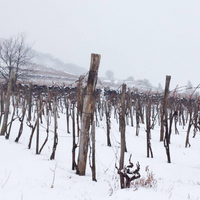 Fekete Pince: Juhfark Liget vineyard - fkt Juhfark