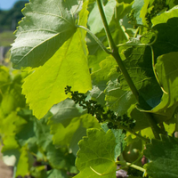 Fekete Pince: Juhfark Liget vineyard - fkt Juhfark