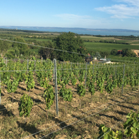 Tánczos Pince: Tagyon-hegy vineyard - Olaszrizling