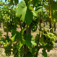 Tánczos Pince: Tagyon-hegy vineyard - Olaszrizling