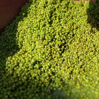 Tánczos Pince: Tagyon-hegy vineyard - Olaszrizling