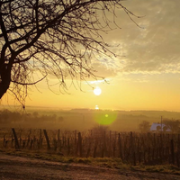 Tánczos Pince: Tagyon-hegy vineyard - Rajnai Rizling