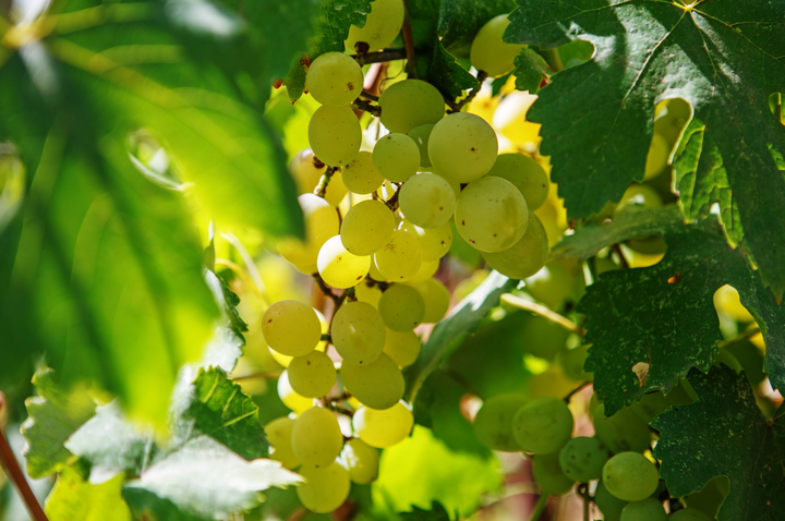 Hungarian grape varieties