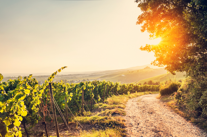 A Dry, Hot Summer in the Vineyard: Blessing or Challenge?