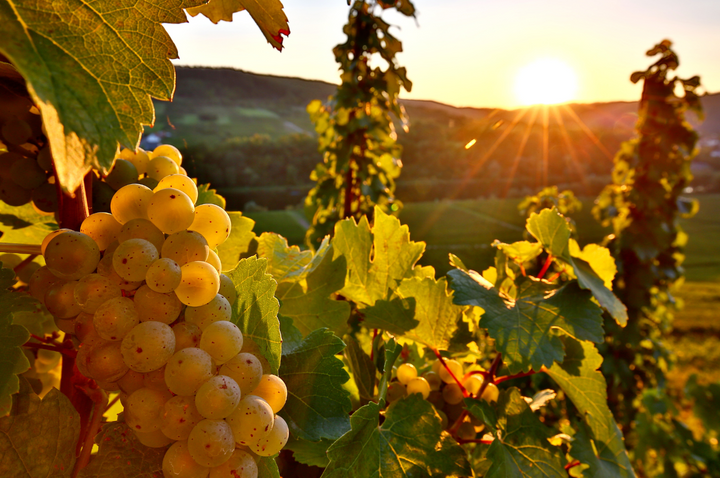 Welschriesling: The Grape That Isn’t Really a Riesling