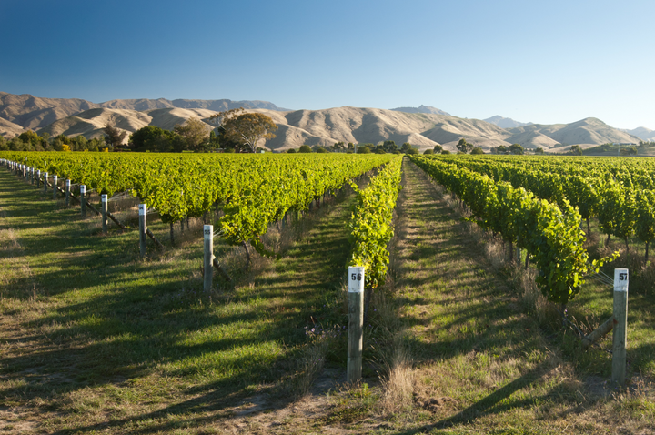 The Rise of Sauvignon Blanc: A White Wine Favorite